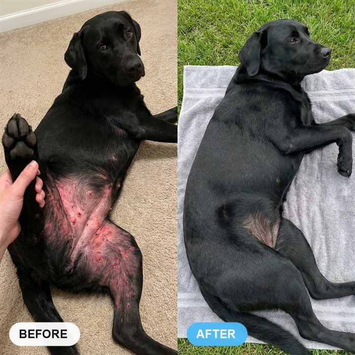 Before and after, a black labrador's belly