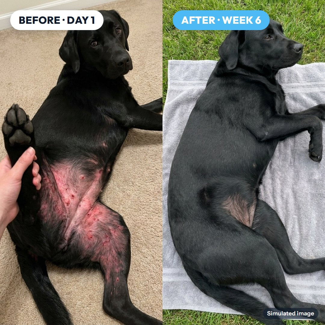 Belly: before and after (simulated image)