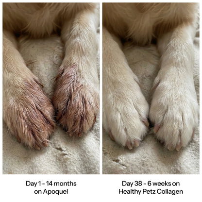 Healthy Petz Premium Liquid Dog Collagen