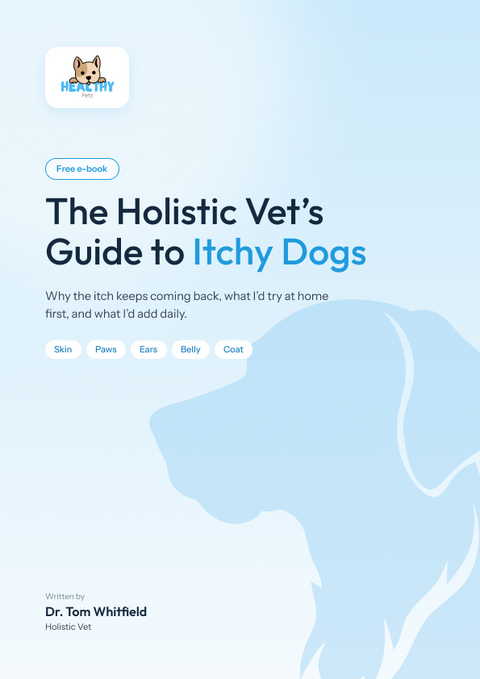 The Holistic Vet’s Guide to Itchy Dogs