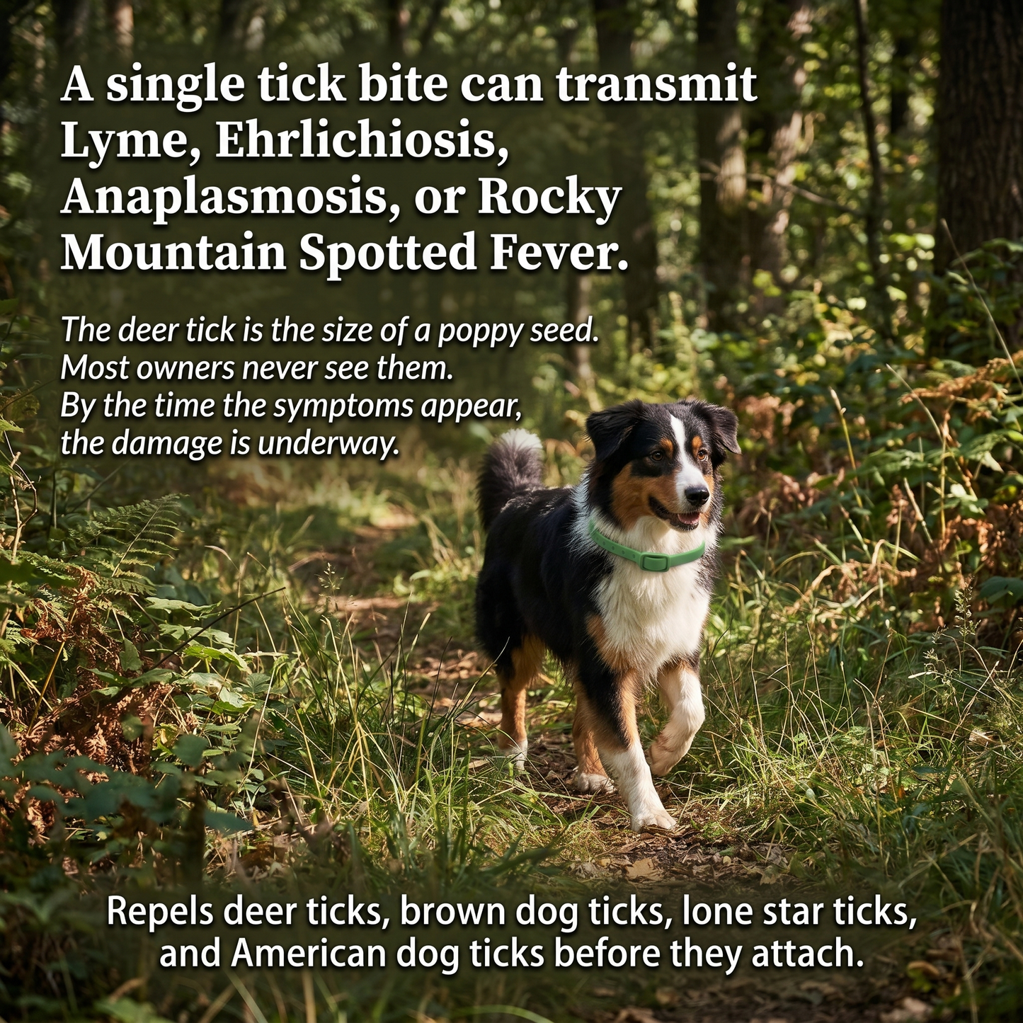 Natural Flea & Tick Collar