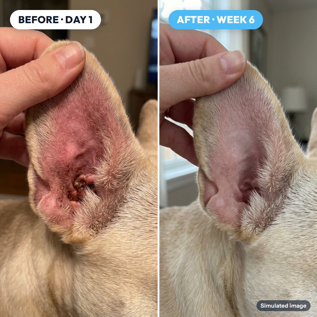 Ears: before and after (simulated image)