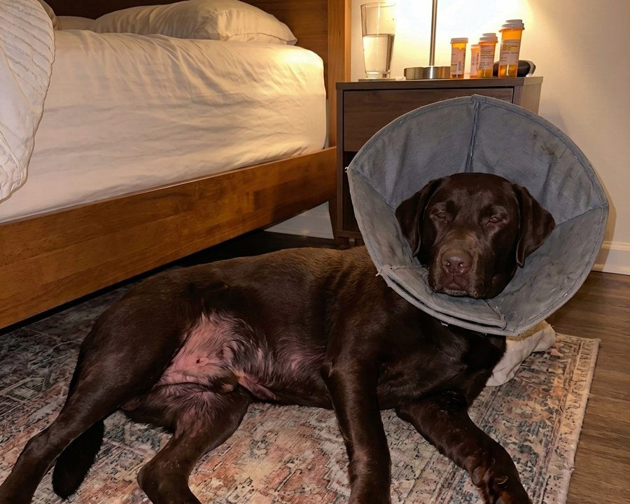 A chocolate labrador in a cone on the bedroom floor, allergy medication on the nightstand