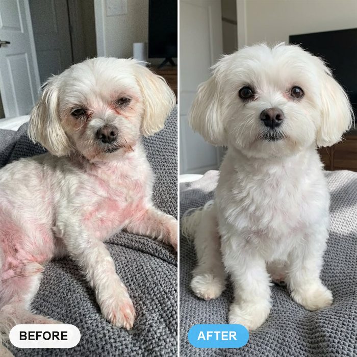 Before and after, a small white dog with red, irritated skin on its chest and legs