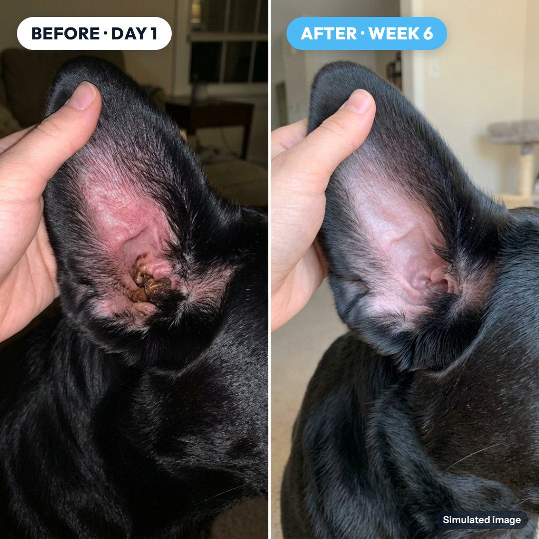 Ears: before and after (simulated image)